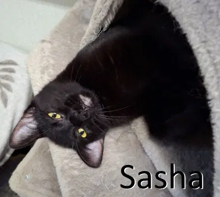 Sasha - Domestic Short Hair