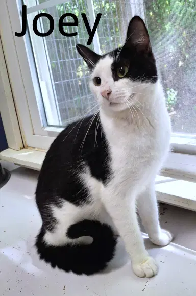 Joey - Domestic Short Hair