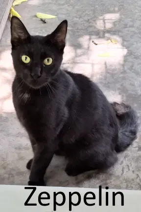 Zeppelin - Domestic Medium Hair