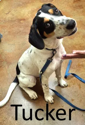 Tucker - Treeing Walker Coonhound