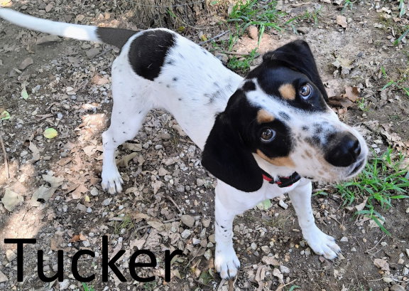 Tucker