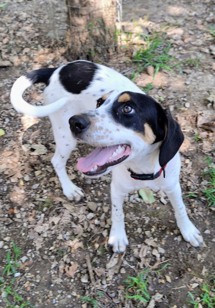 Tucker, photo 2