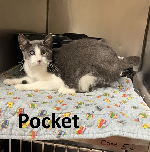 Pocket