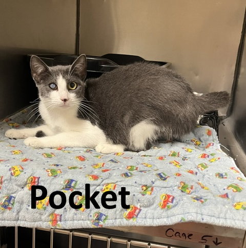 Pocket, a cat for adoption from Stone County Humane Society Inc.