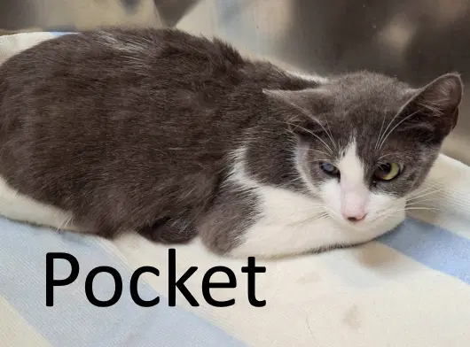 Pocket image 2
