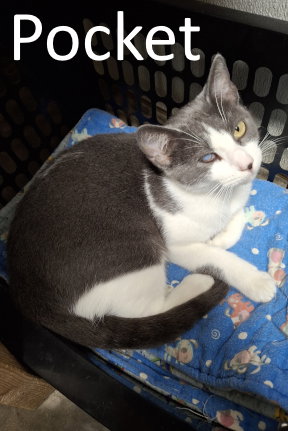 Pocket, an adult female cat up for adoption