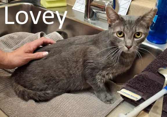 Lovey - Tabby