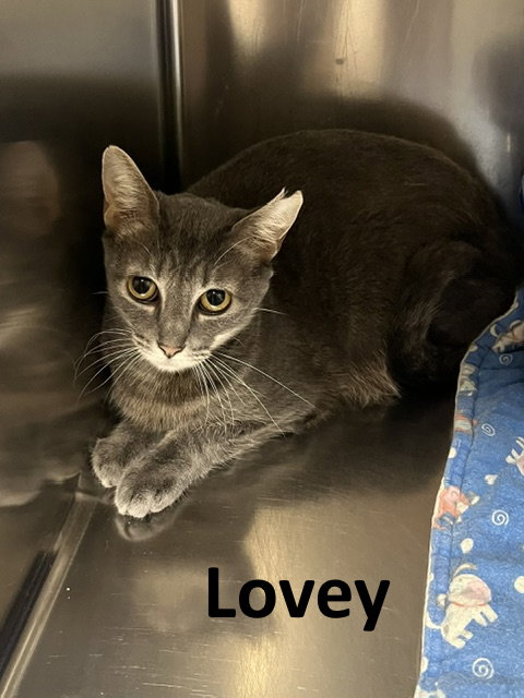 Photo 4 of Lovey