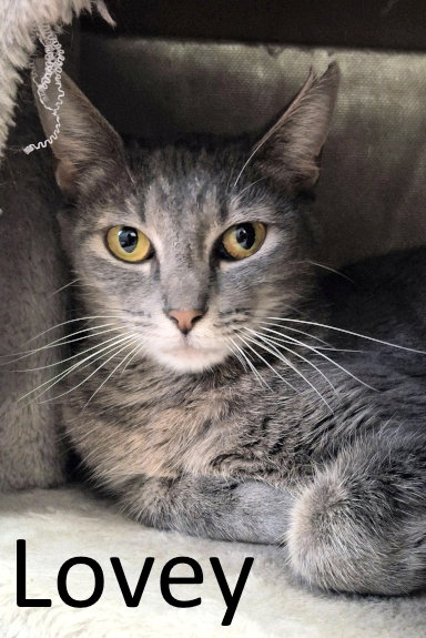 Lovey, Tabby