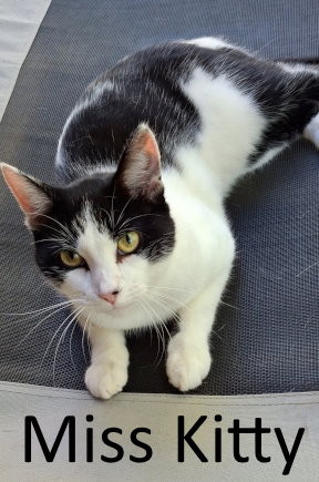 Miss Kitty