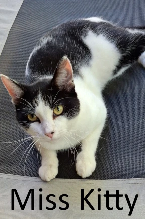 Miss Kitty