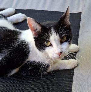 Miss Kitty, photo 3