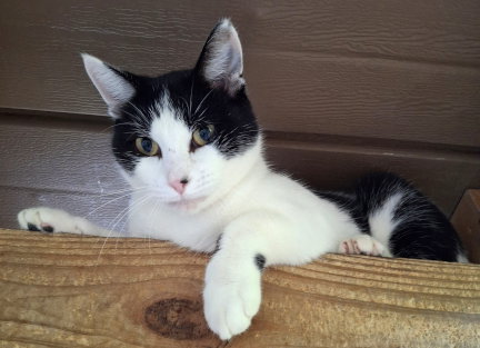Miss Kitty, photo 2
