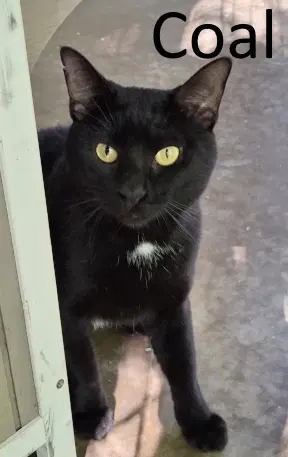 Coal - Domestic Short Hair