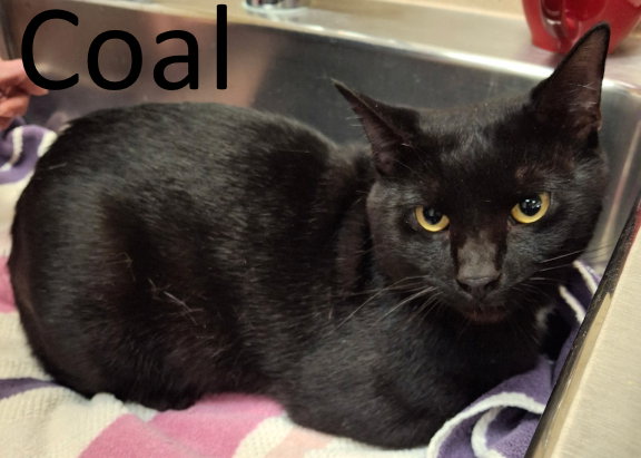 Coal, photo 3