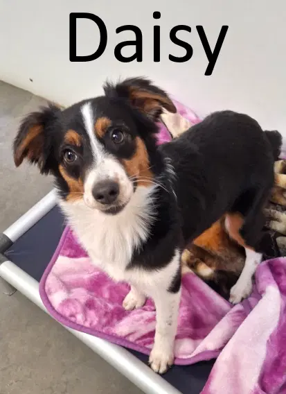 Daisy - Rat Terrier