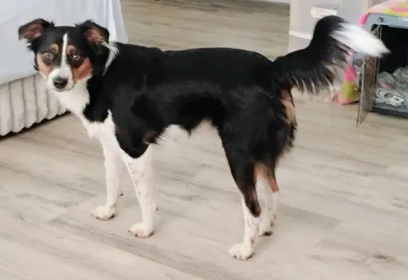 Daisy image 2
