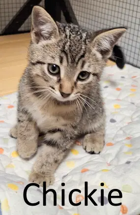 Chickie - Tabby