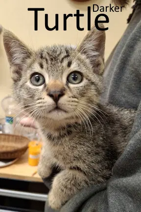 Turtle - Tabby
