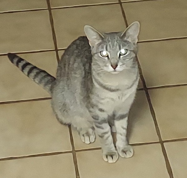 MARTI