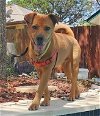 adoptable Dog in  named SORRELL