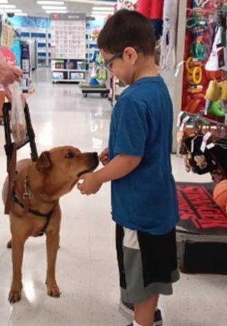 SORRELL - Shar Pei / Labrador Retriever available for adoption