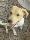 adoptable Dog in anton, TX named Lovely Lucy