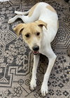 Lovely Lucy - Photo 3