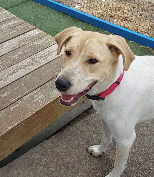 LOVELY LUCY - Pointer / Labrador Retriever available for adoption