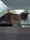 Charm - Photo 4