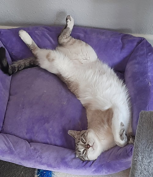 CHARM - Snowshoe / Siamese available for adoption