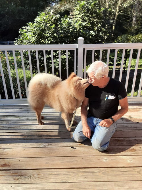 picture of the dog needing adoption