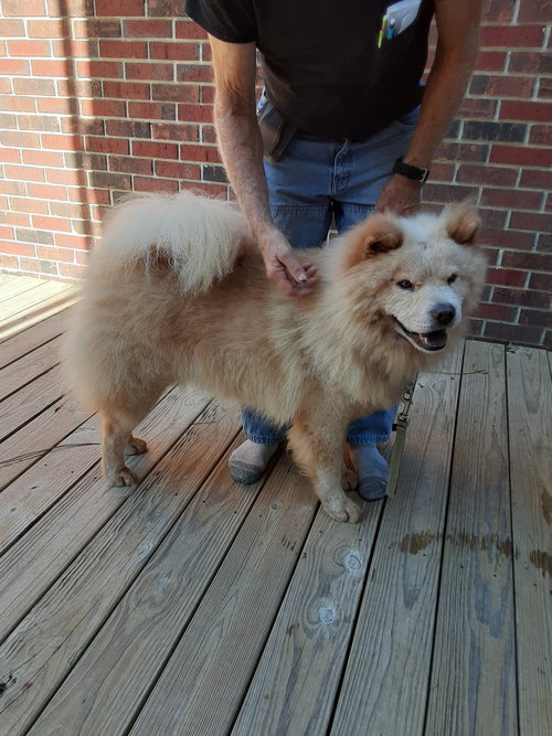 MAX - Chow Chow available for adoption