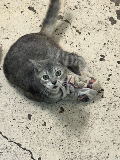 picture of the cat needing adoption