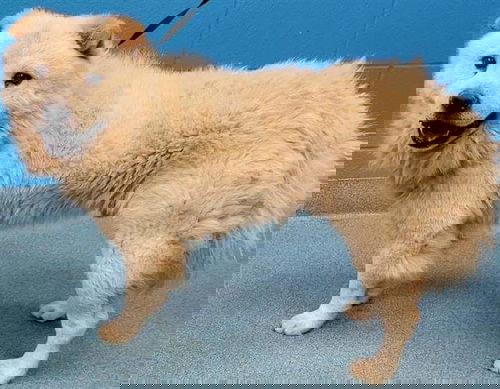 picture of the dog needing adoption