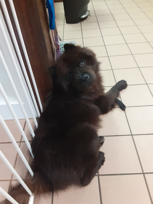 picture of the dog needing adoption
