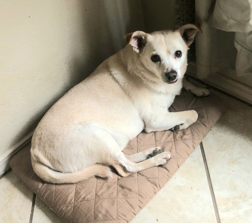 adoptable Dog in San Antonio, TX named GRIFFIN