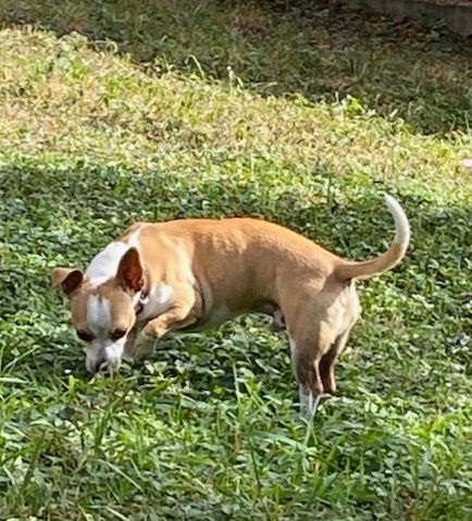adoptable Dog in San Antonio, TX named Jimmy