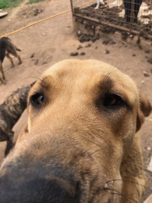 JEFF - Labrador Retriever available for adoption