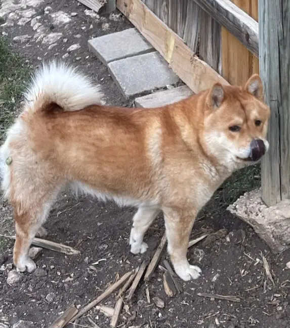 Mulan - Chow Chow