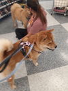 adoptable Dog in  named MULAN