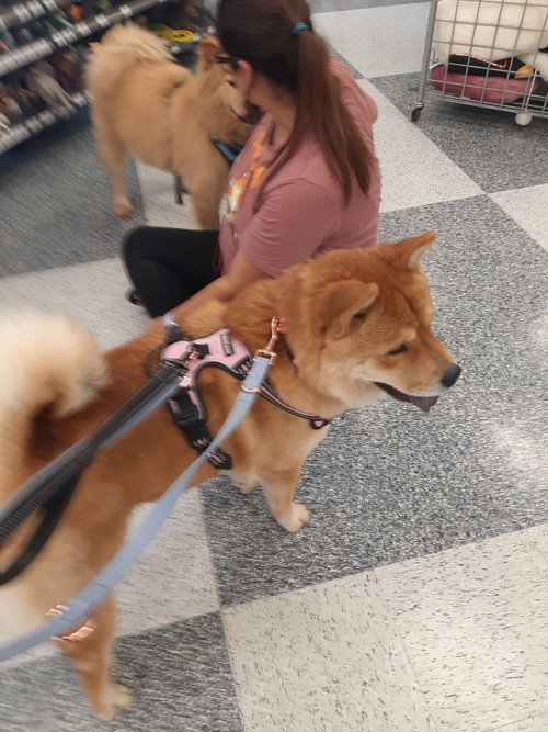 MULAN - Chow Chow available for adoption