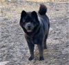 adoptable Dog in anton, TX named LOBO