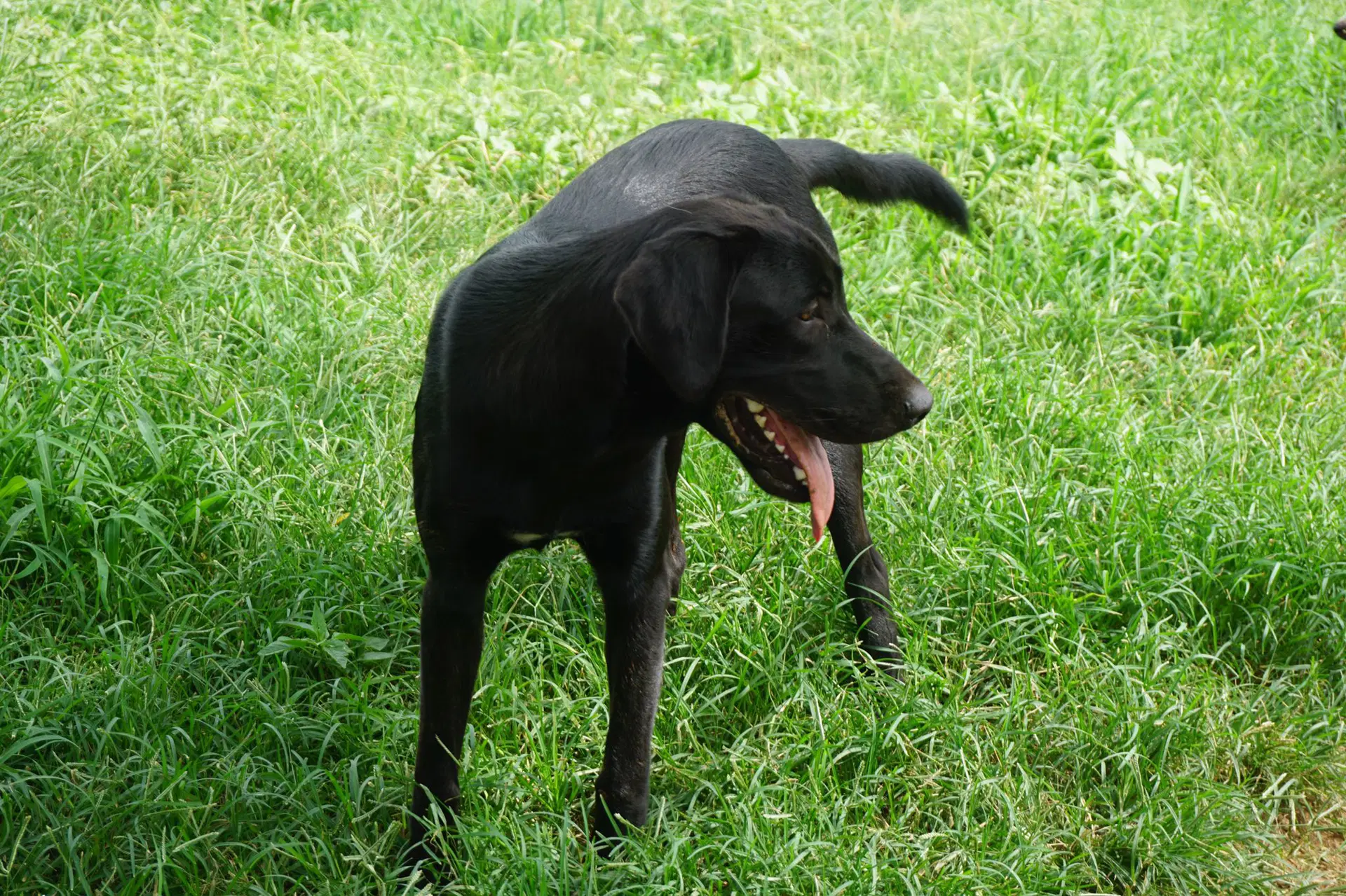 Simon - Black Labrador Retriever
