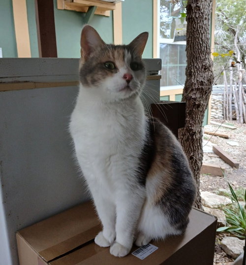 ELSIE - Calico available for adoption