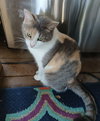 ELSIE - Photo 2