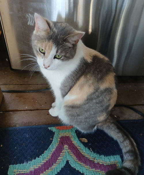 ELSIE - Calico available for adoption