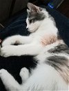 adoptable Cat in anton, TX named LOLA