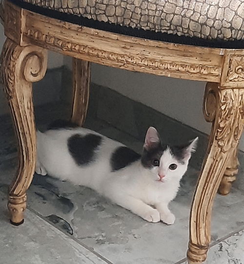 picture of the cat needing adoption