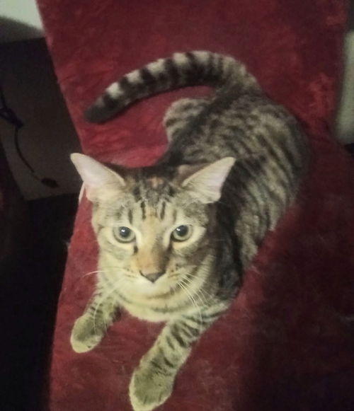 picture of the cat needing adoption
